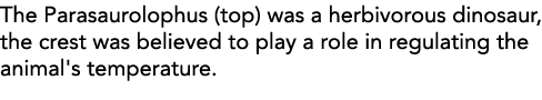 The Parasaurolophus (top) was a herbivorous dinosaur, the crest was believed to play a role in regulating the animal'   